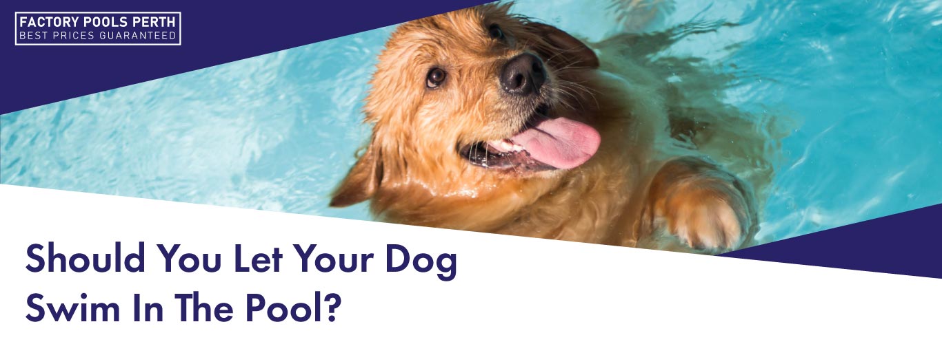 is chlorine pool safe for dogs