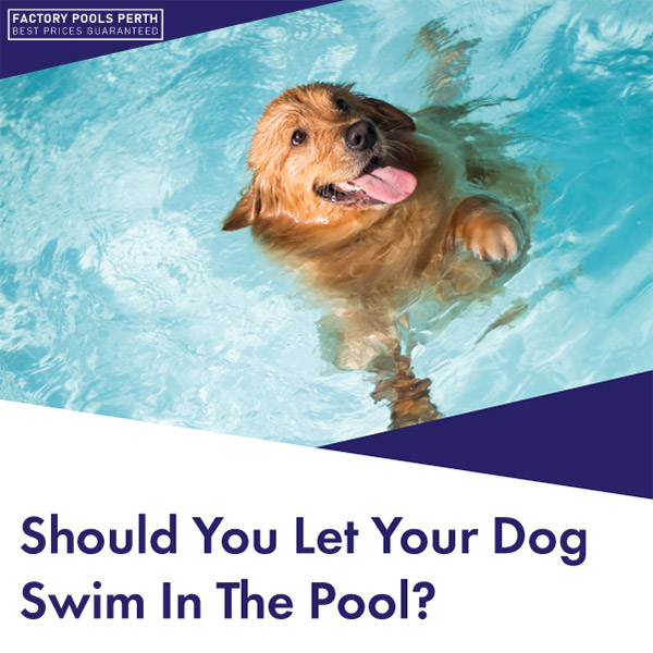 should you let your dog swim in your pool