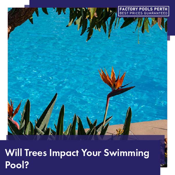 will-trees-impact-your-swimming-pool1-01
