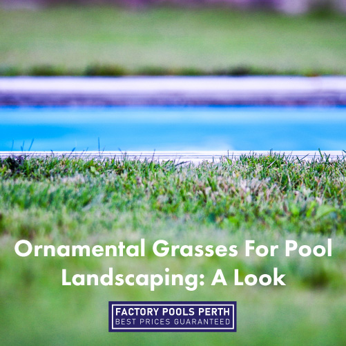 close up of grass by pool with 'Ornamental Grasses For Pool Landscaping: A Look' text on bottom middle of image
