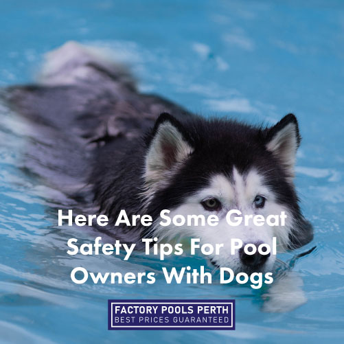 safety-tips-for-pool-owners-with-dogs-featuredimage