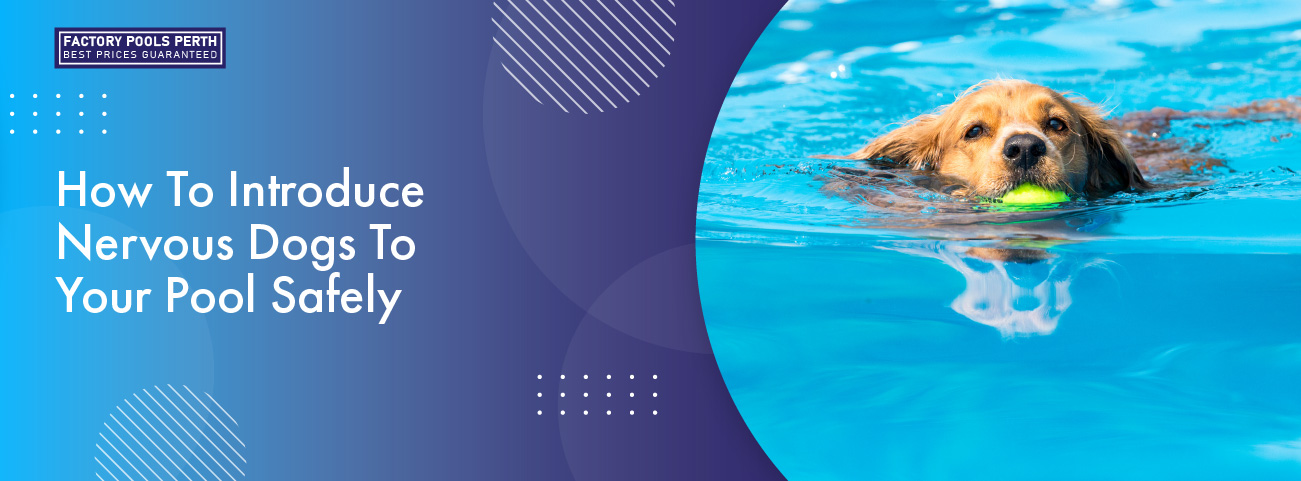 how-to-introduce-nervous-dogs-to-your-pool-safely-banner
