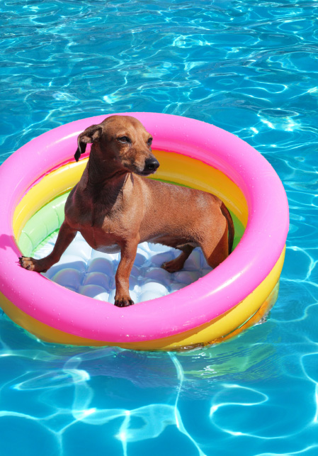 how-to-introduce-nervous-dogs-to-your-pool-safely-blogimage1-m
