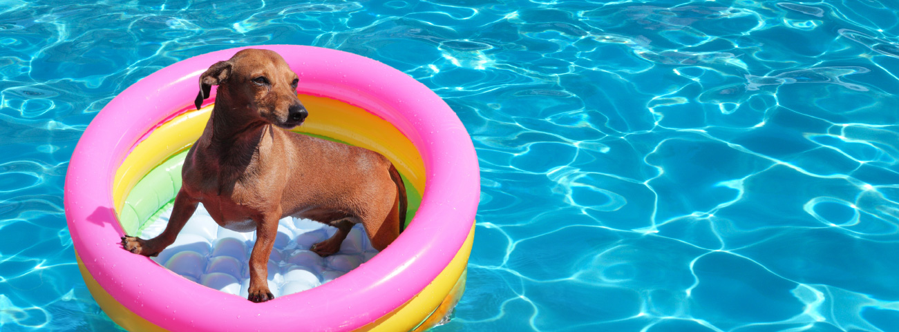 how-to-introduce-nervous-dogs-to-your-pool-safely-blogimage1