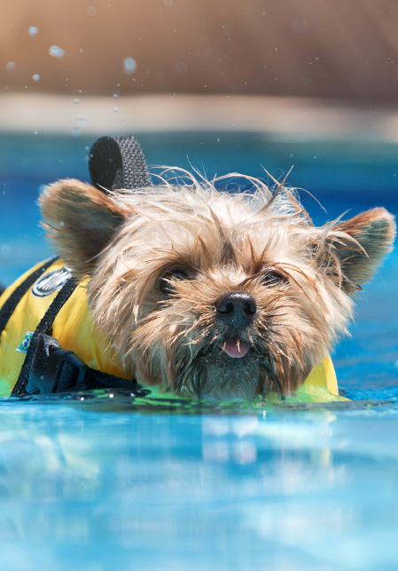 how-to-introduce-nervous-dogs-to-your-pool-safely-blogimage2-m