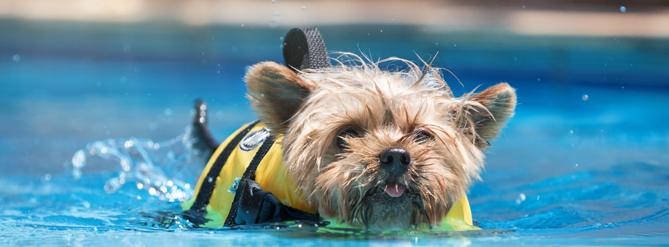 how-to-introduce-nervous-dogs-to-your-pool-safely-blogimage2